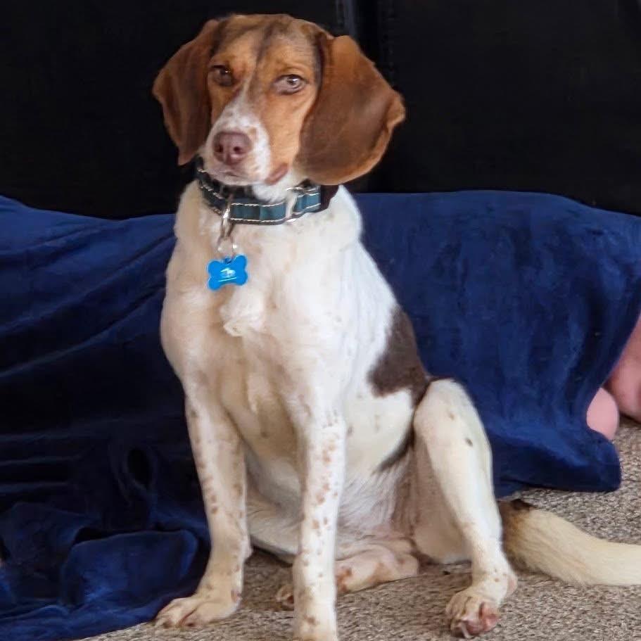 Enlarge Lady, a Adoptable Beagle in St. Charles, IL image 6/6