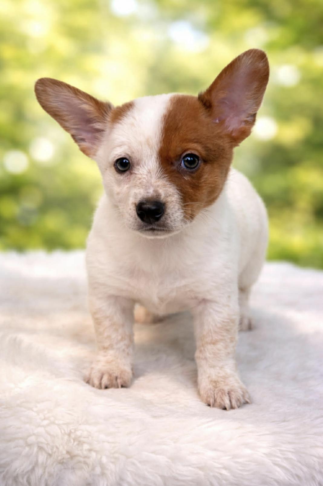 Aspen — thumbnail 3