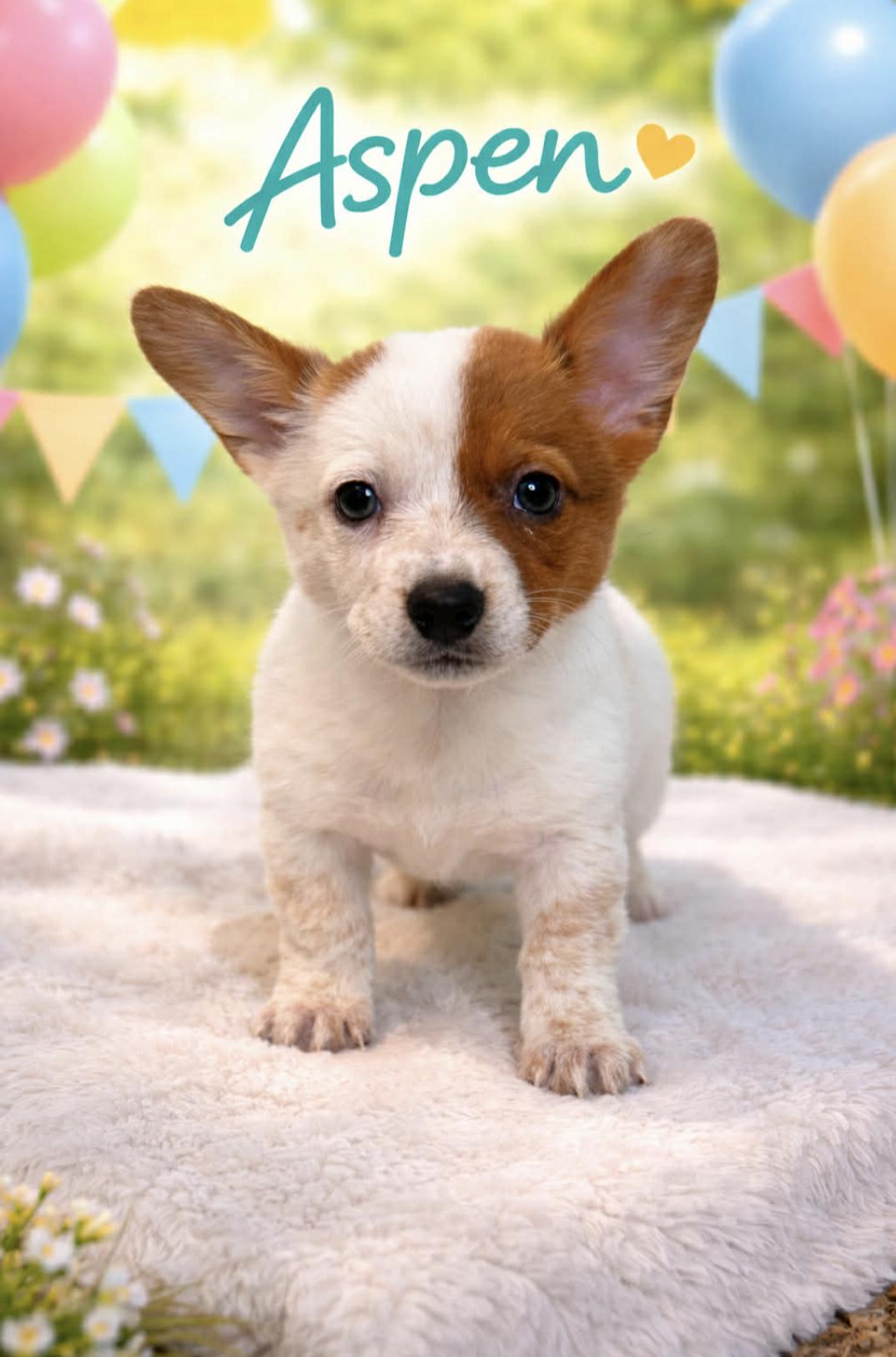 Aspen — thumbnail 4