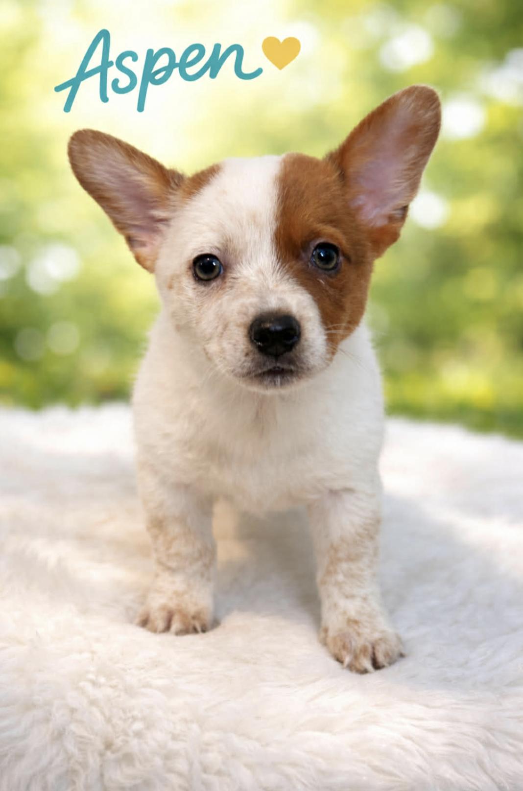 Aspen — thumbnail 5