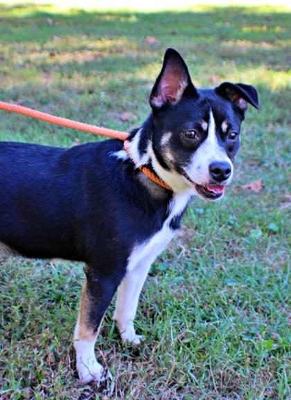 Buster, ADOPTABLE, Adult • Male, Australian Kelpie & Mixed Breed.