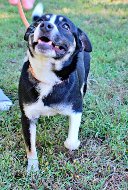 Enlarge Buster, a Adoptable mixed breed in Morton Grove, IL image 2/3