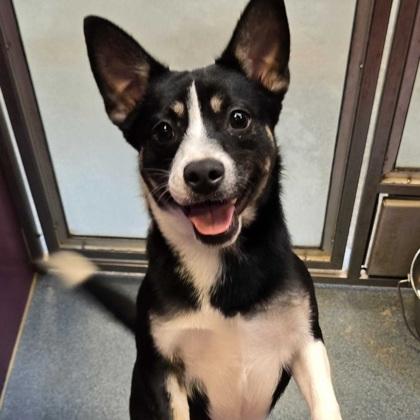 Enlarge Buster, a Adoptable mixed breed in Morton Grove, IL image 3/3
