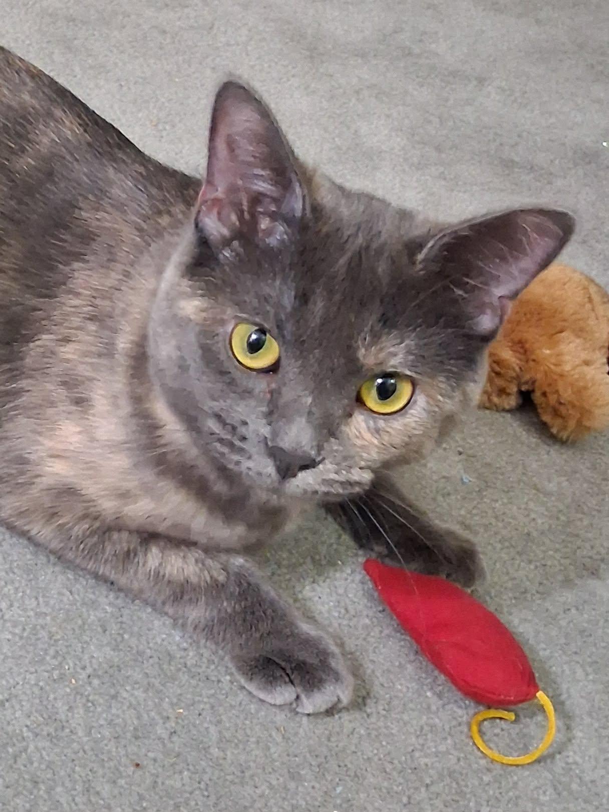 Paige - ADOPT ME FOR $25!, Adoptable, Young Female Domestic Short Hair & Dilute Tortoiseshell.