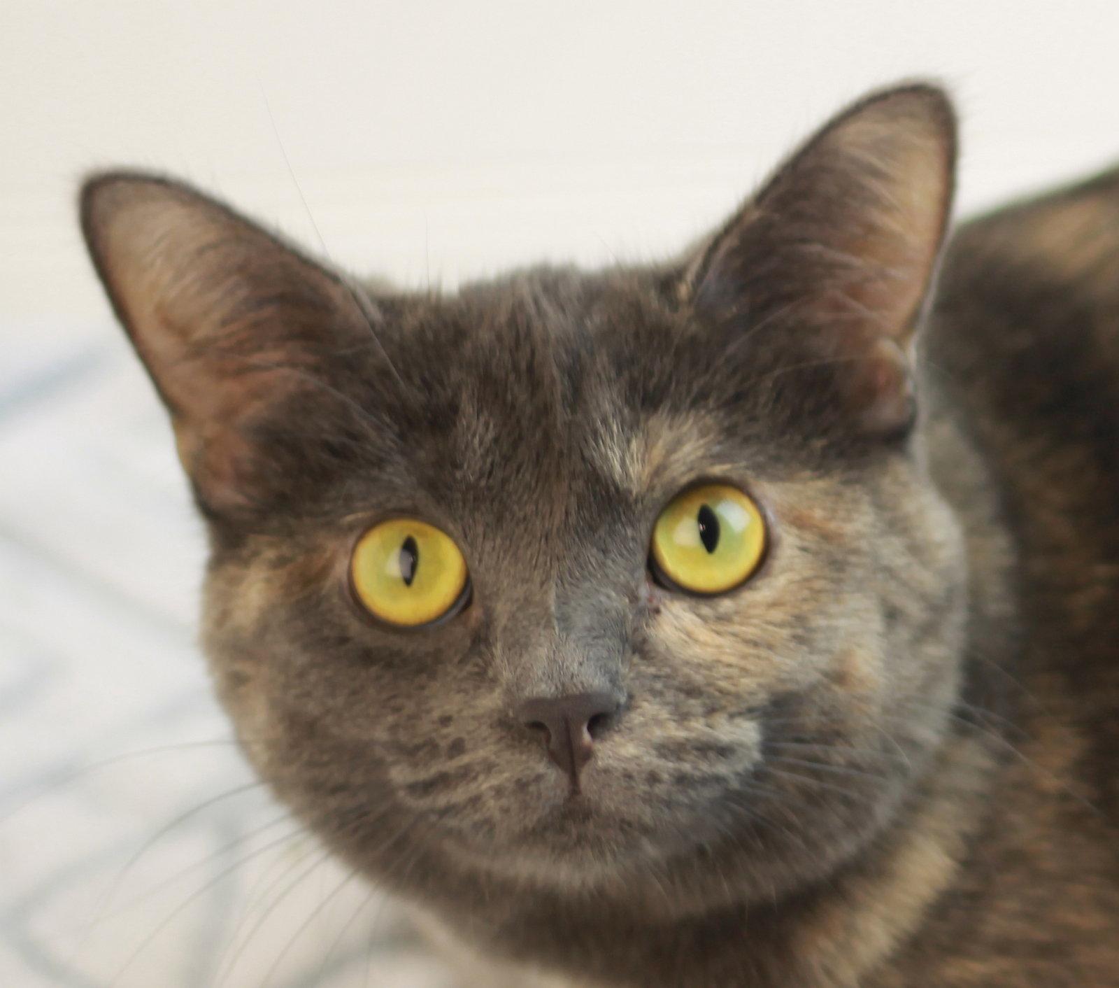 Enlarge Paige - ADOPT ME FOR $25!, a Adoptable mixed breed in Cookeville, TN image 2/3