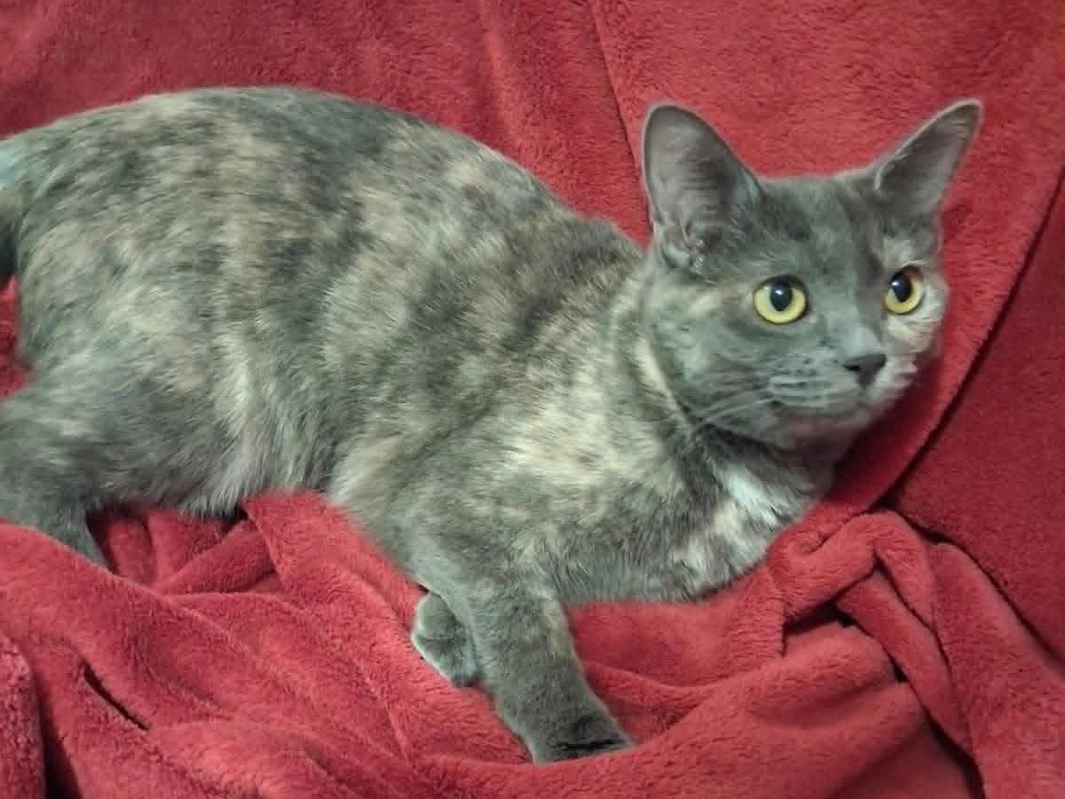 Enlarge Paige, a Adoptable mixed breed in Cookeville, TN image 1/3