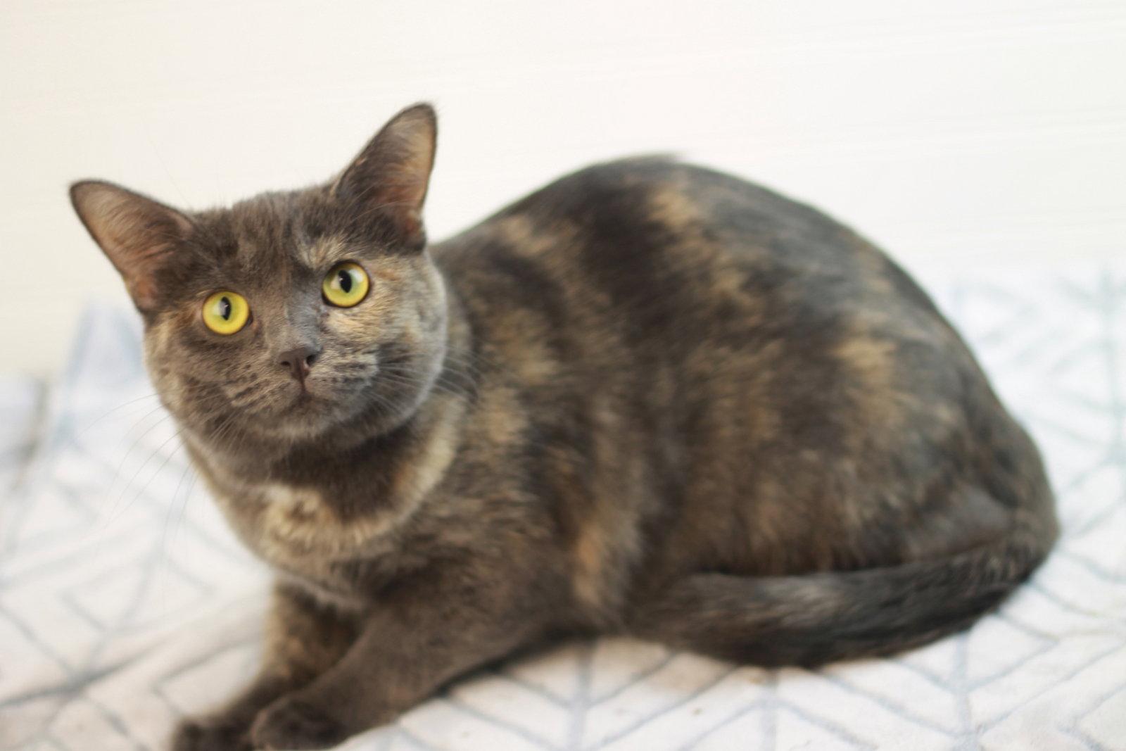 Enlarge Paige - ADOPT ME FOR $25!, a Adoptable mixed breed in Cookeville, TN image 3/3