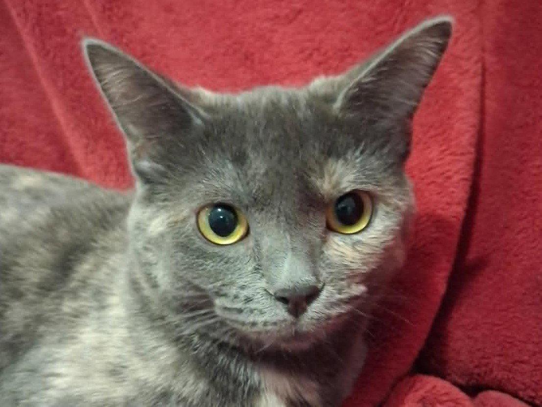 Enlarge Paige, a Adoptable mixed breed in Cookeville, TN image 2/3