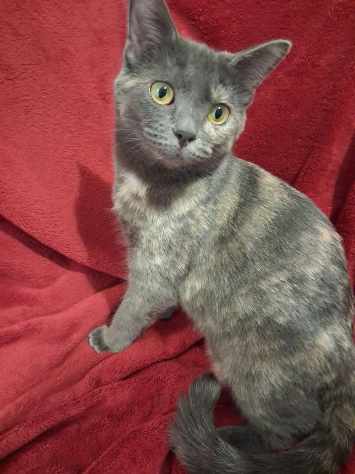 Enlarge Paige, a Adoptable mixed breed in Cookeville, TN image 3/3