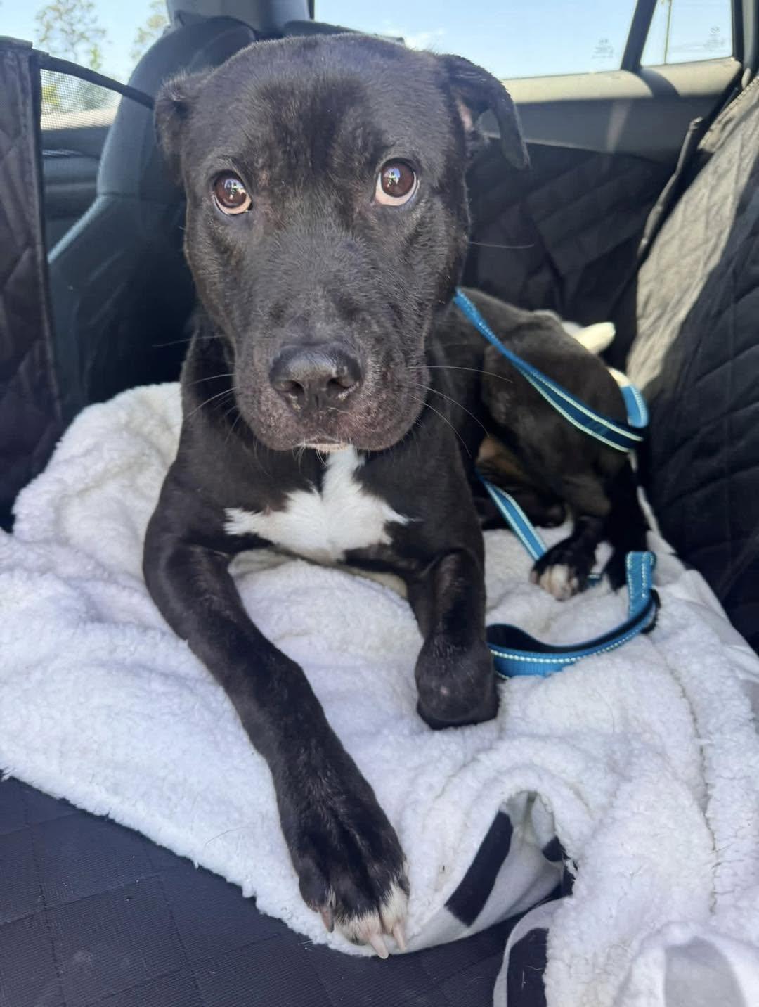 Rhett ( super affectionate, house trained, crate trained, friendly), an adopted mixed breed in Clive, IA image 4/6