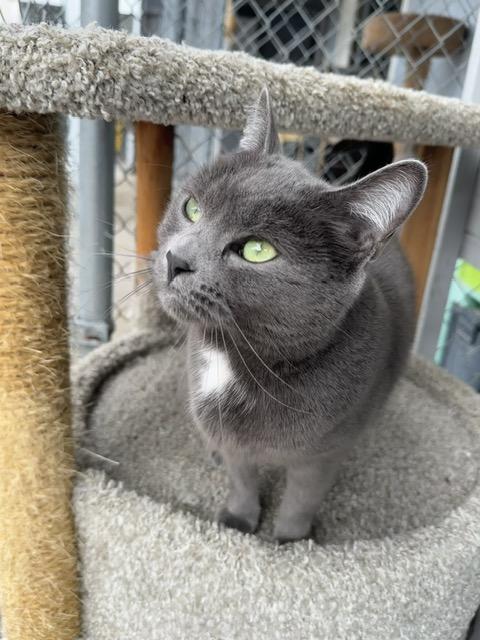 Enlarge Midnight I, a ADOPTABLE Domestic Short Hair in El Cajon, CA image 2/5