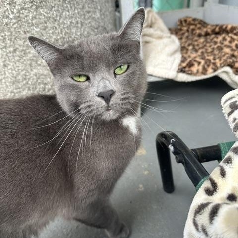 Enlarge Midnight I, a ADOPTABLE Domestic Short Hair in El Cajon, CA image 5/5