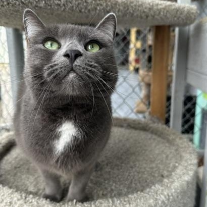 Midnight I, ADOPTABLE, Adult Female Domestic Short Hair.