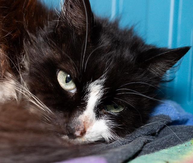 SOCKS, Adoptable, Adult Female Domestic Medium Hair.