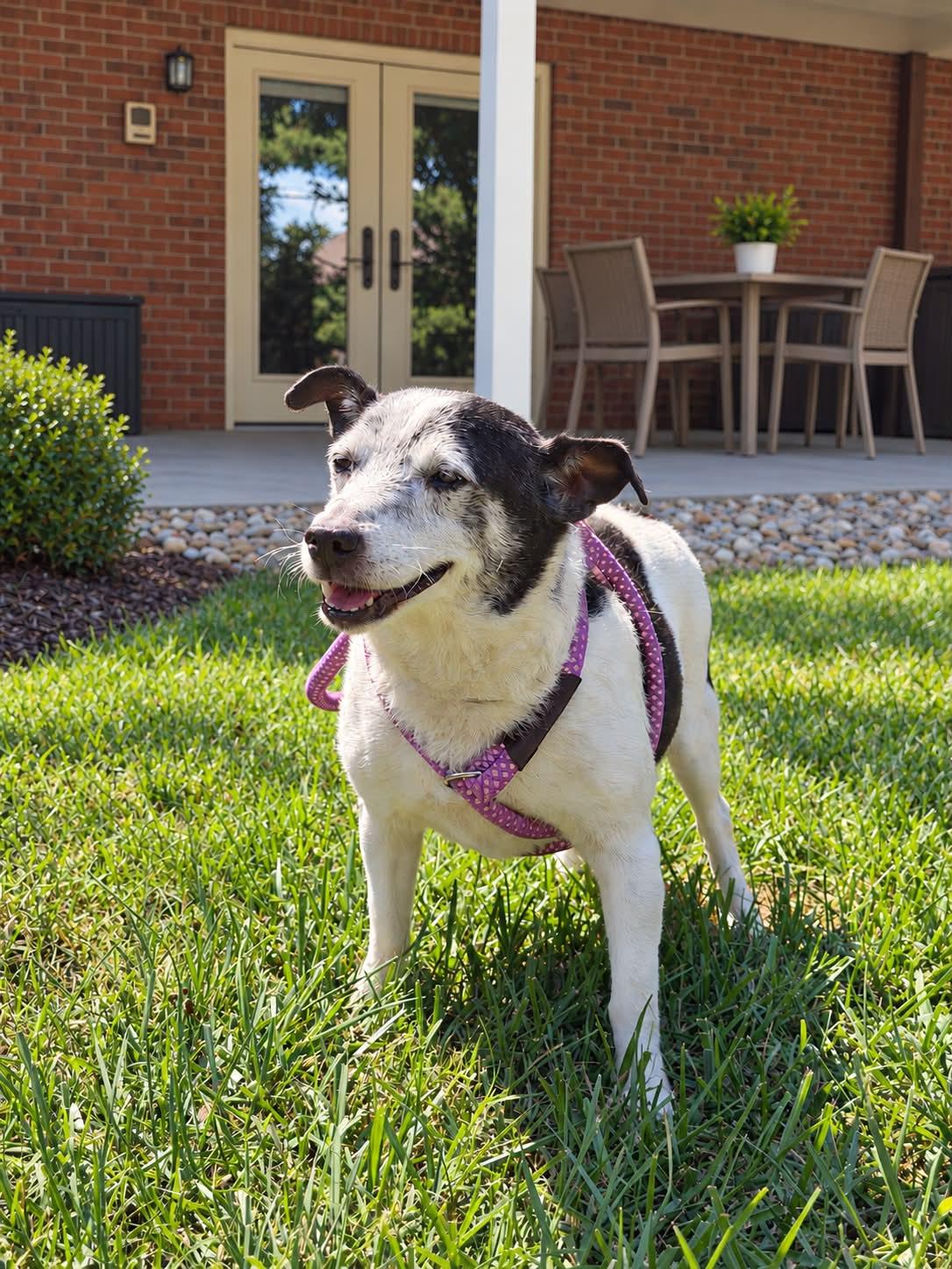 Topper, Adoptable, Adult Male Rat Terrier.