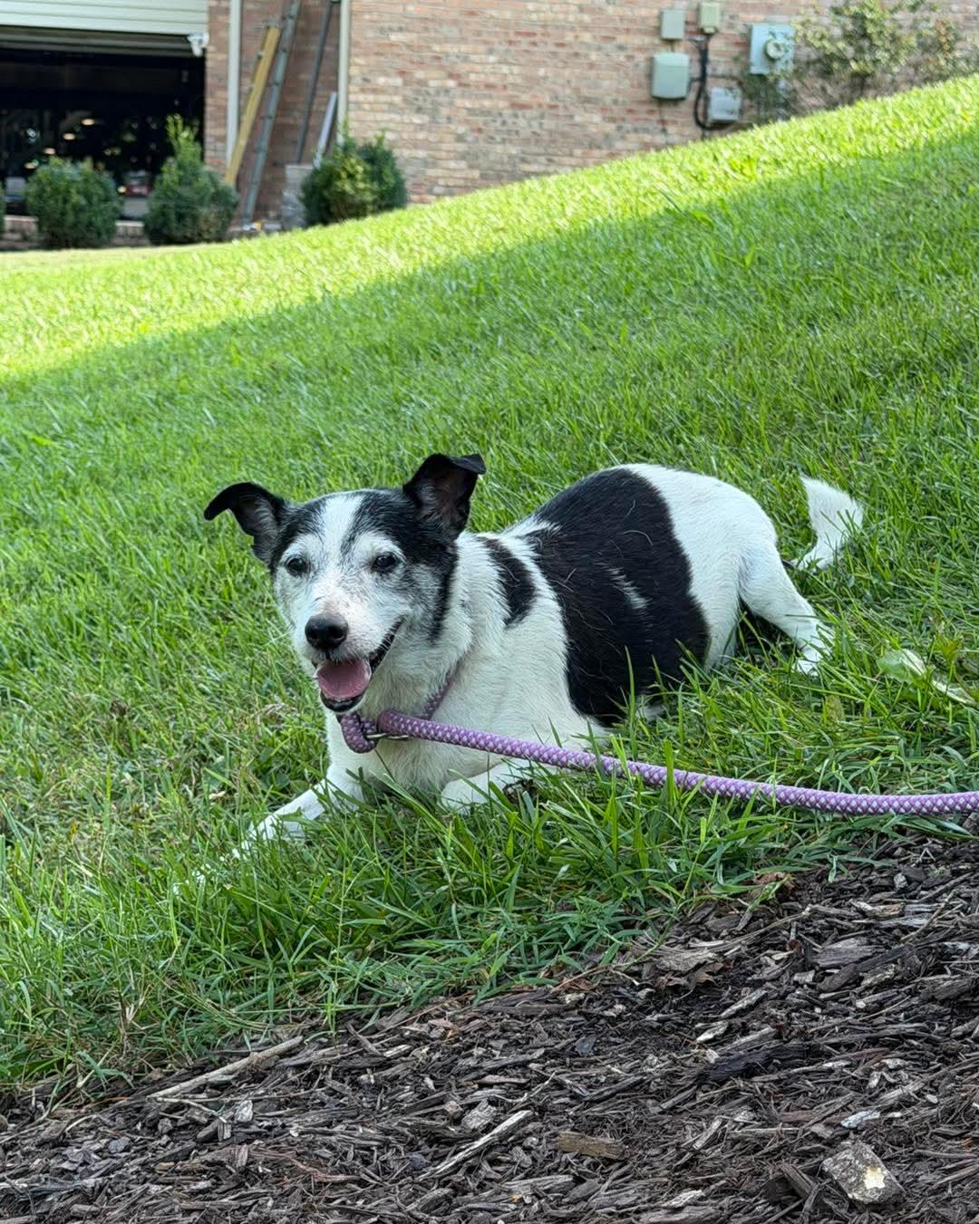 Enlarge Topper, a Adoptable mixed breed in Talbott, TN image 2/2