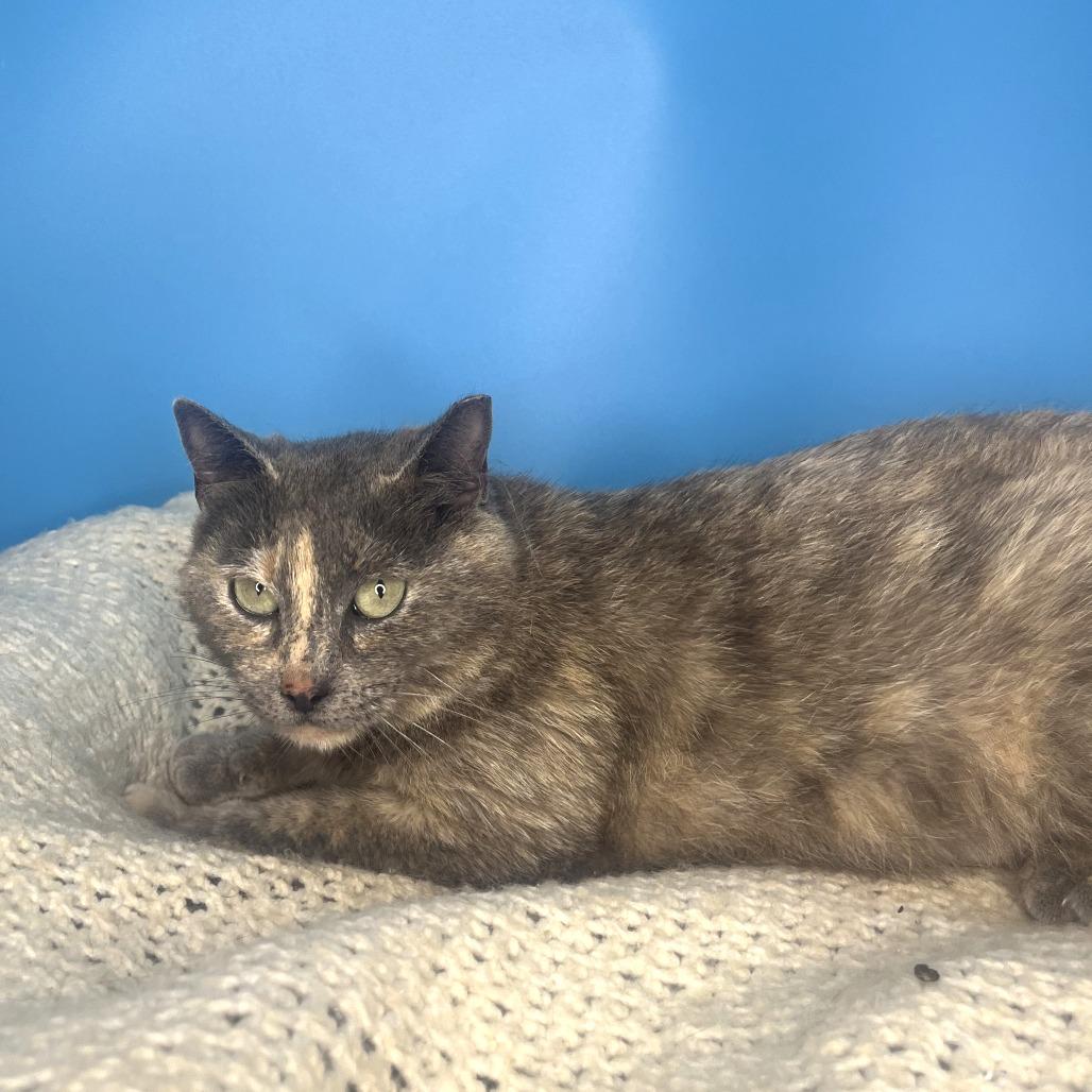 Shirley, Adoptable, Young Female Domestic Short Hair.