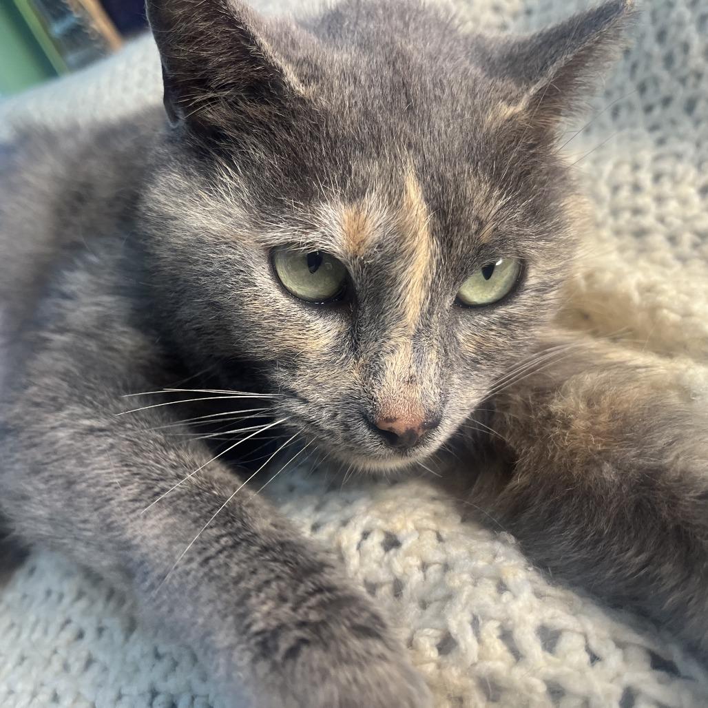 Enlarge Shirley, a Adoptable Domestic Short Hair in San Antonio, TX image 2/6