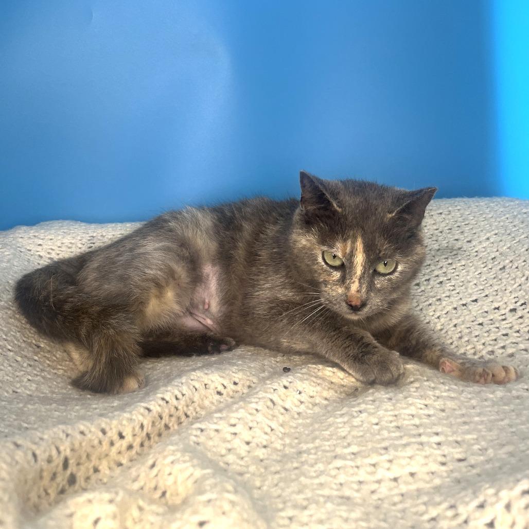 Enlarge Shirley, a Adoptable Domestic Short Hair in San Antonio, TX image 3/6