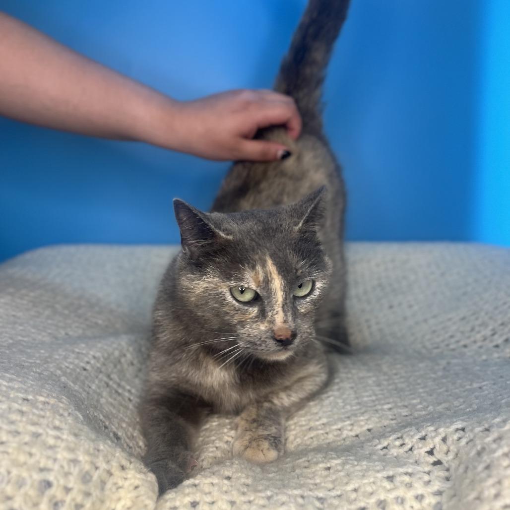 Enlarge Shirley, a Adoptable Domestic Short Hair in San Antonio, TX image 4/6