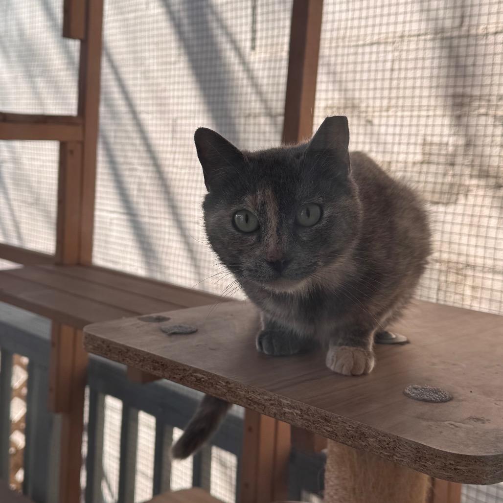 Enlarge Shirley, a Adoptable Domestic Short Hair in San Antonio, TX image 5/6