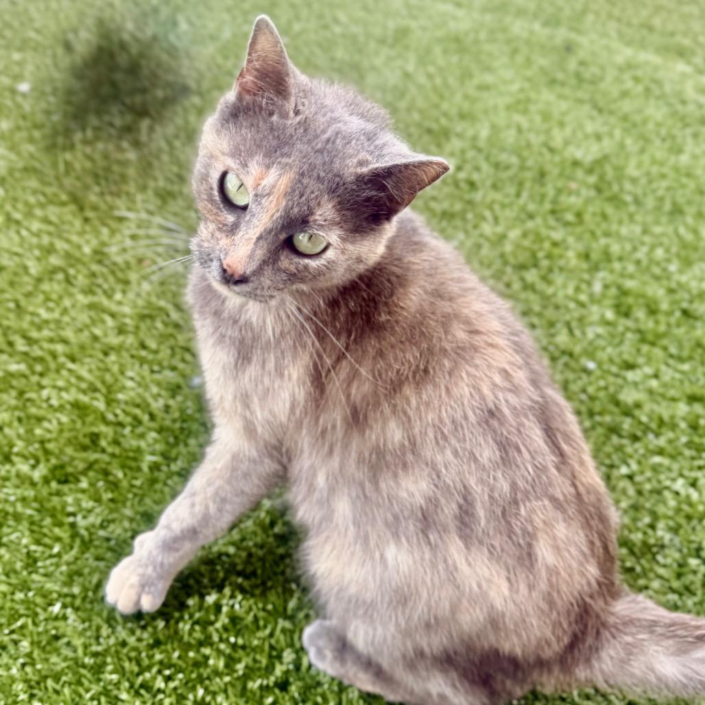 Enlarge Shirley, a Adoptable Domestic Short Hair in San Antonio, TX image 5/6