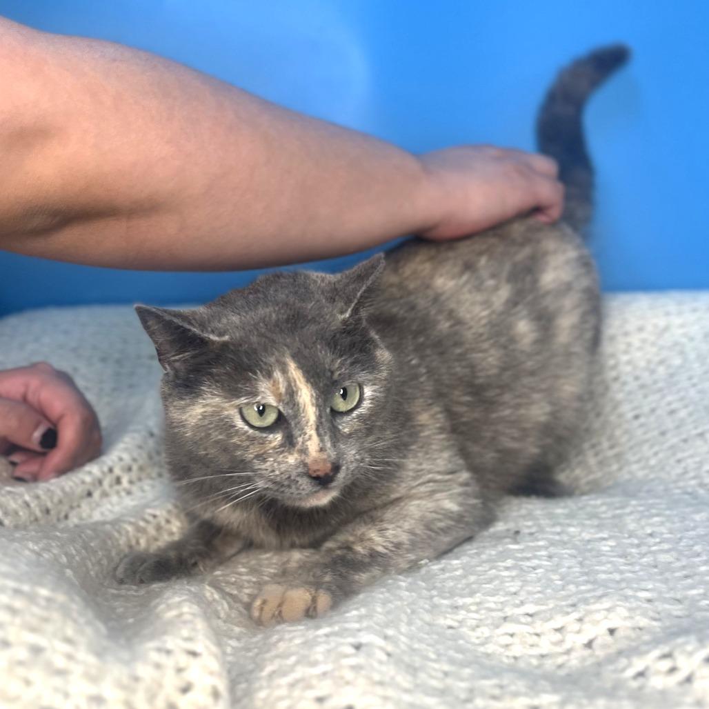 Enlarge Shirley, a Adoptable Domestic Short Hair in San Antonio, TX image 6/6