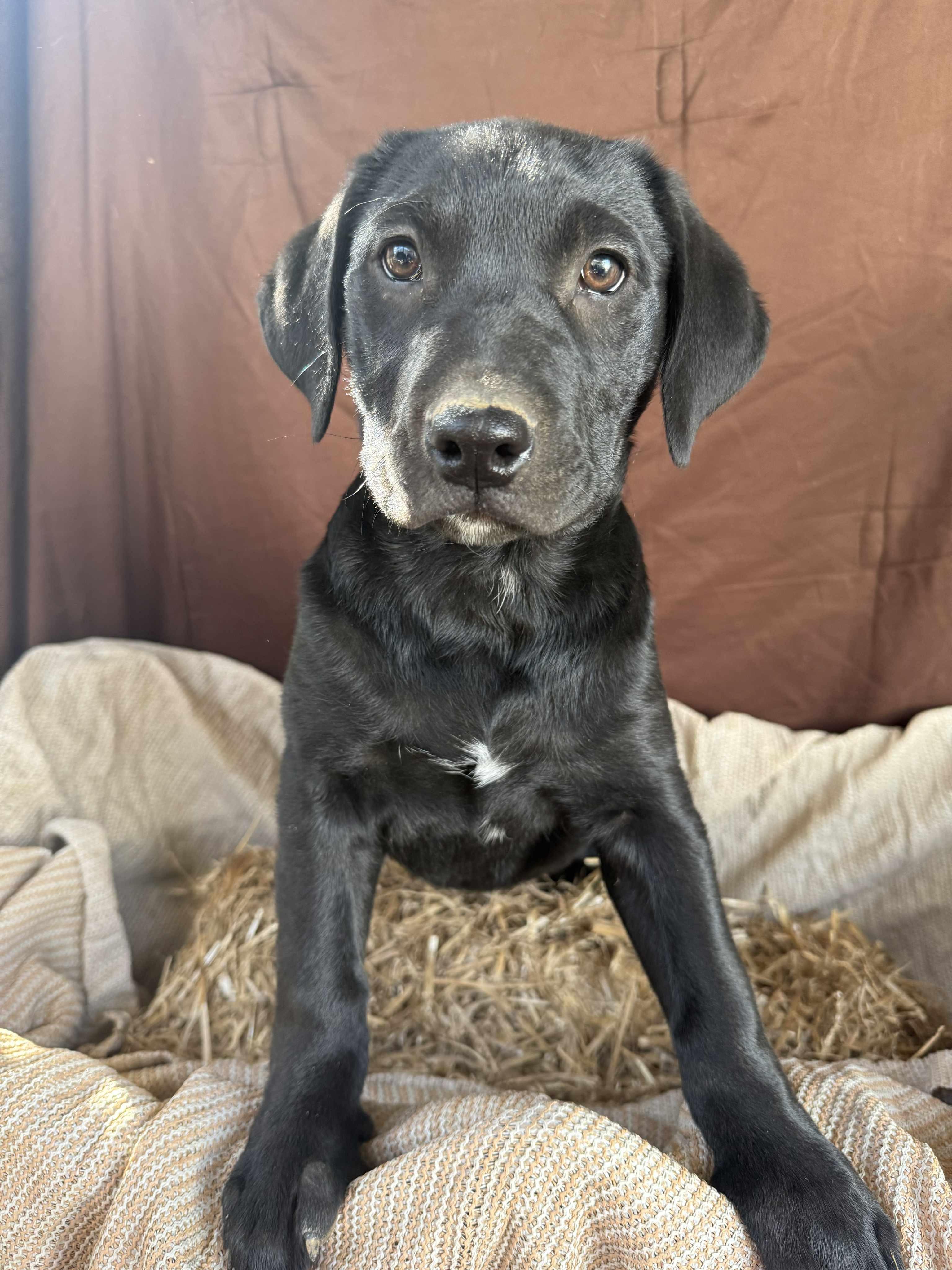 Vega, ADOPTABLE, Young Female Mixed Breed.