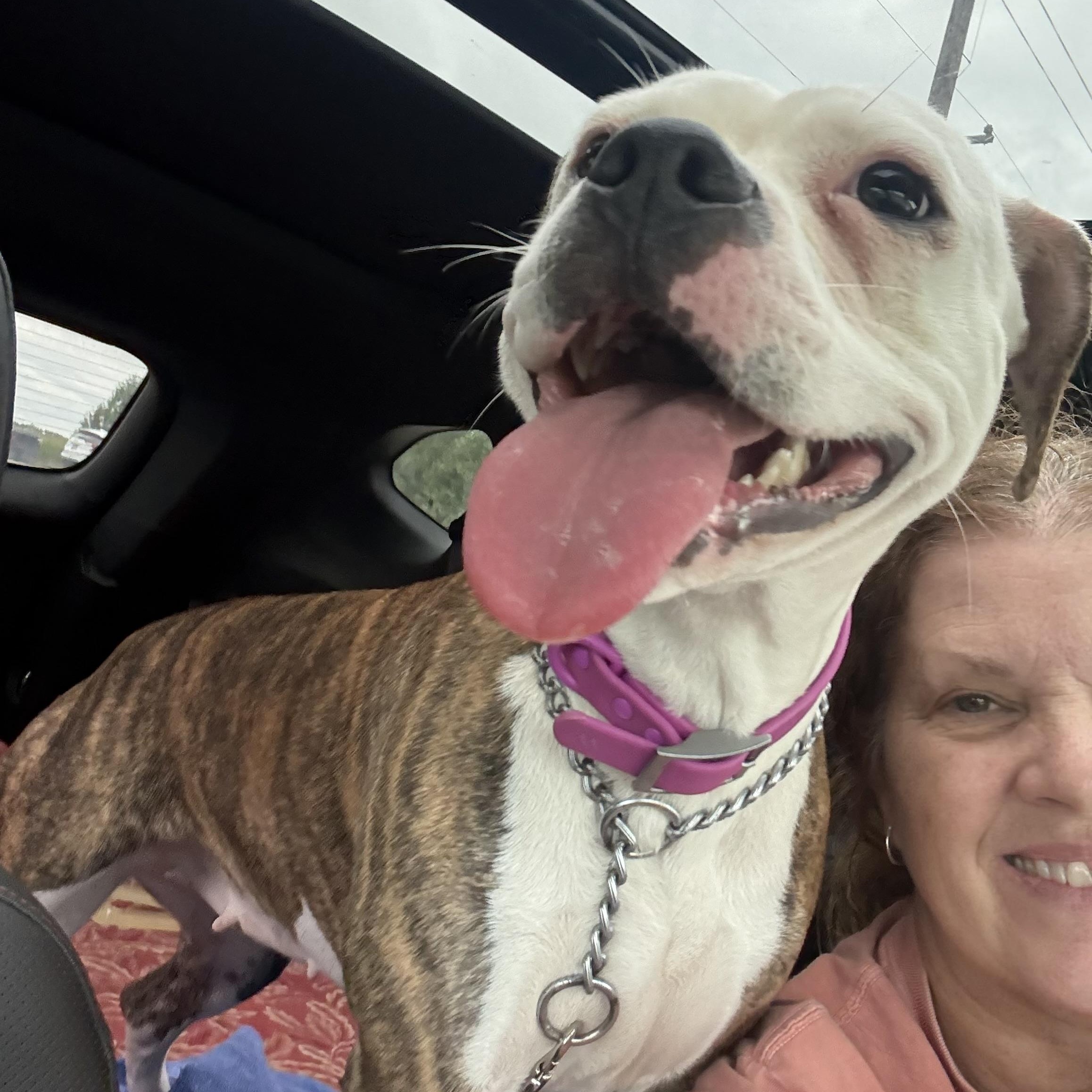 Enlarge Dolly, a Adopted mixed breed in Charles City, IA image 6/6