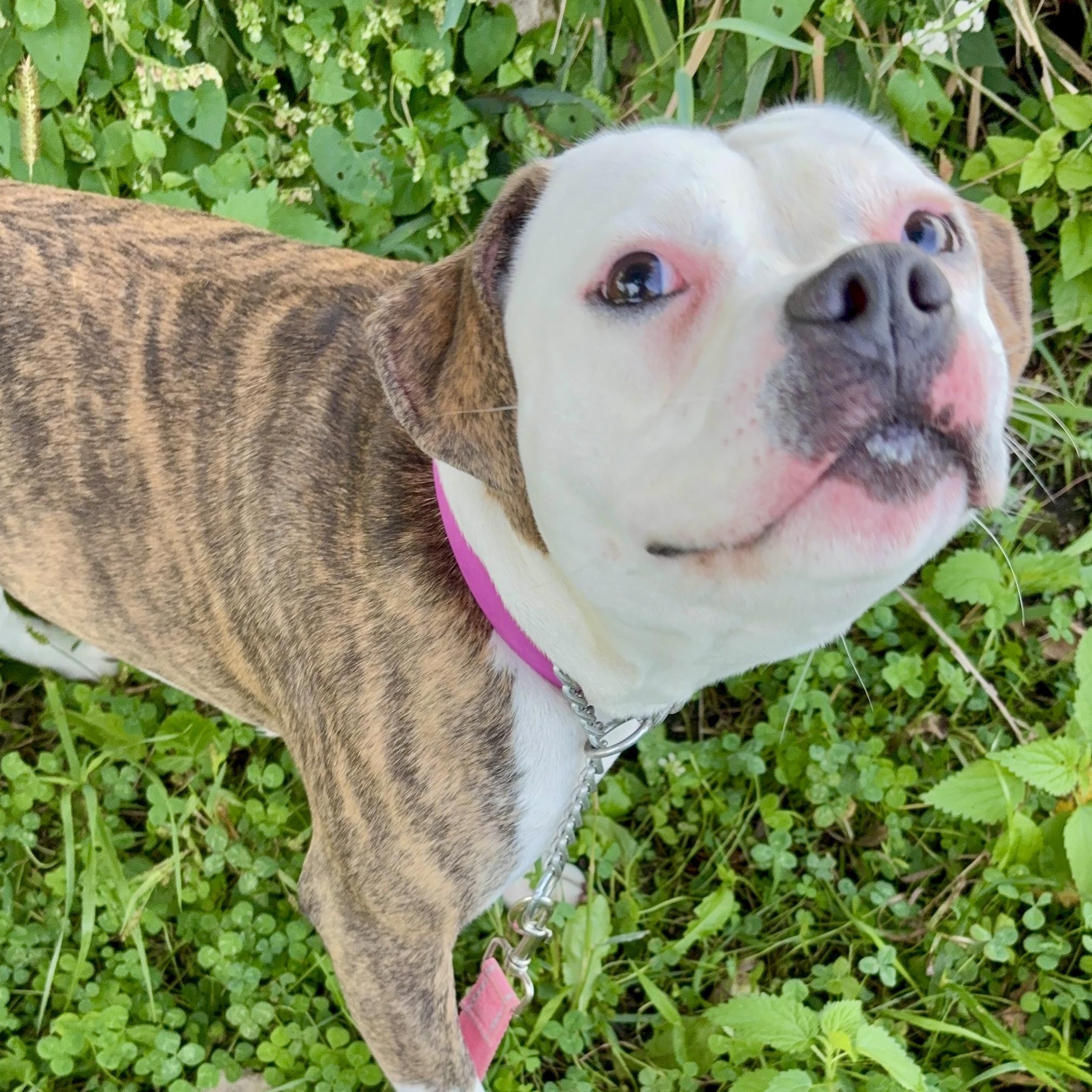 Dolly, Adopted, Adult Female American Bully.