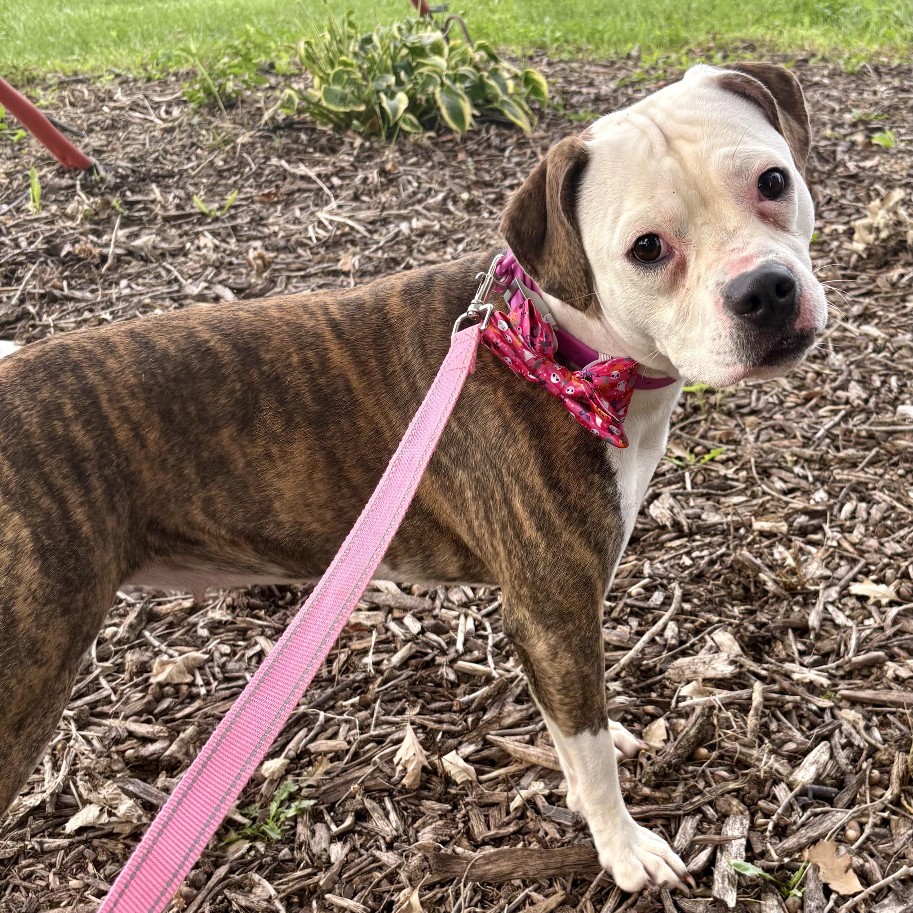 Enlarge Dolly, a Adoptable mixed breed in Charles City, IA image 4/4