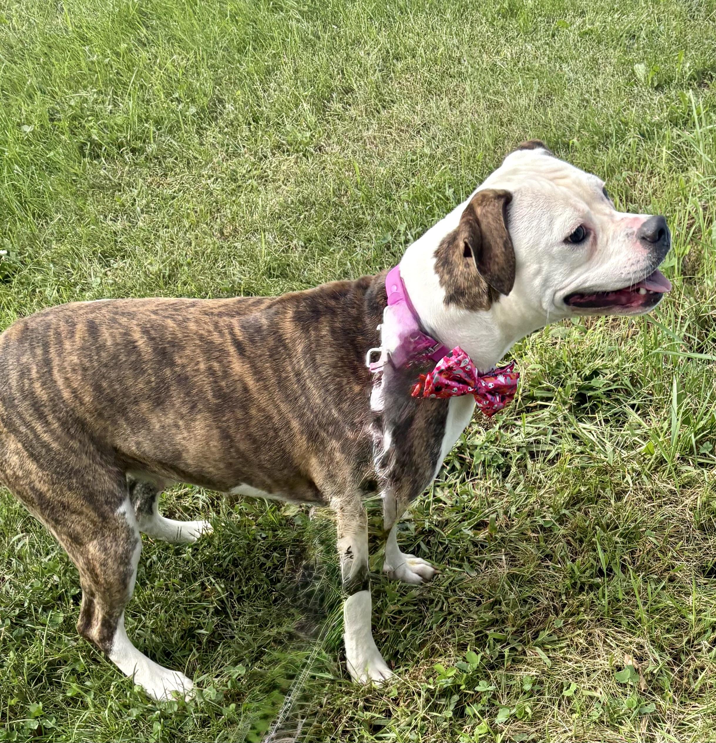 Enlarge Dolly, a Adoptable mixed breed in Charles City, IA image 3/4