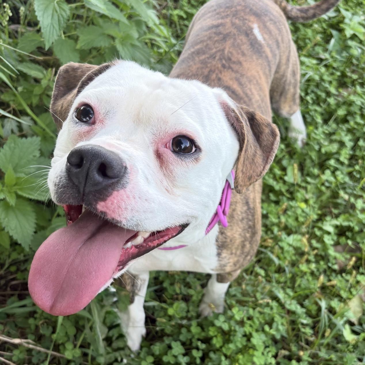 Enlarge Dolly, a Adopted mixed breed in Charles City, IA image 3/6