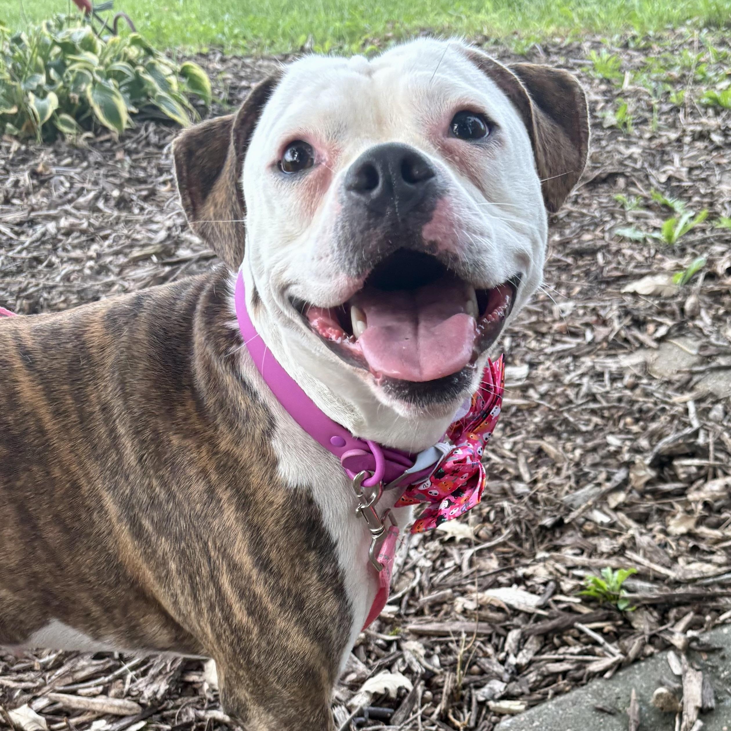 Enlarge Dolly, a Adoptable mixed breed in Charles City, IA image 1/4
