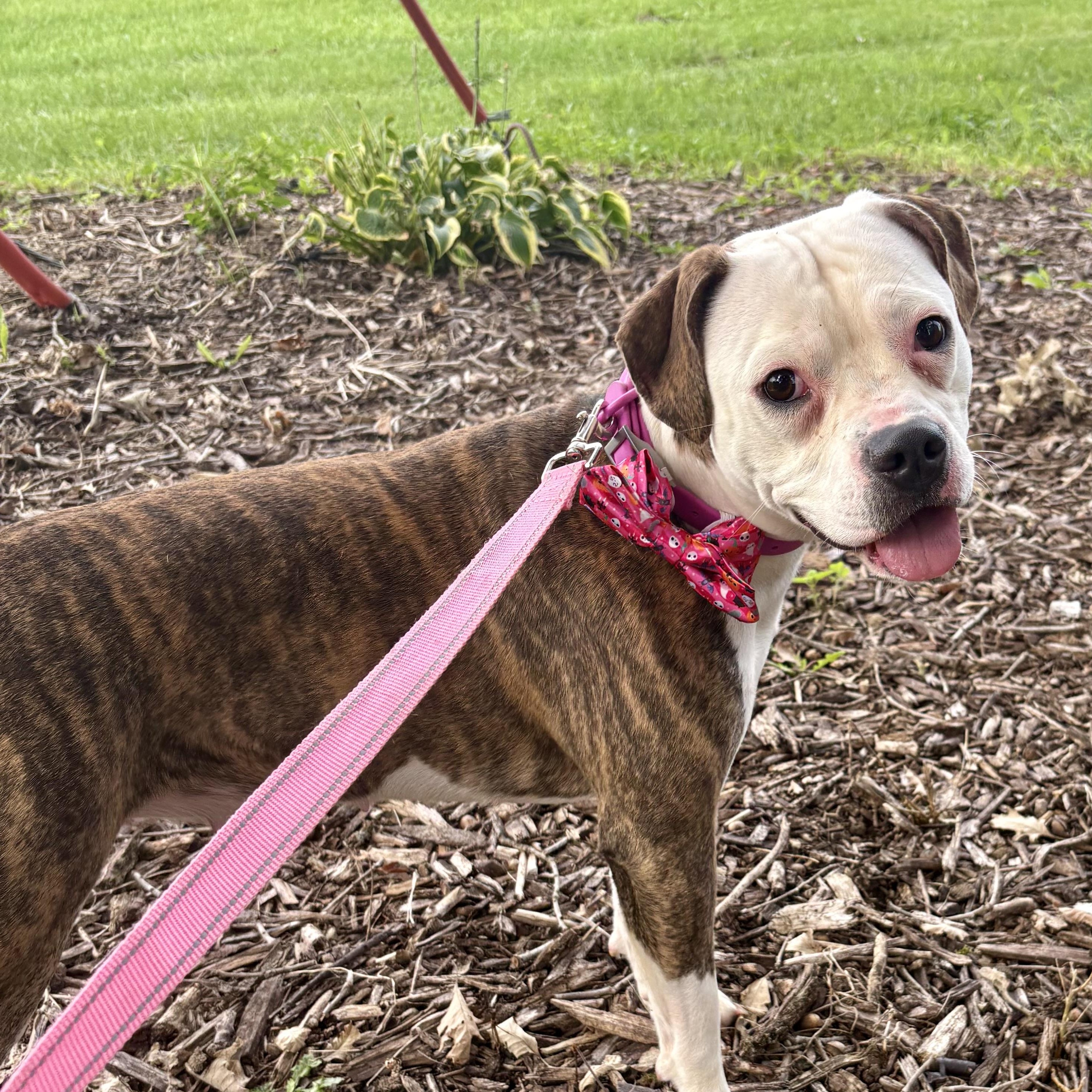 Enlarge Dolly, a Adoptable mixed breed in Charles City, IA image 2/4