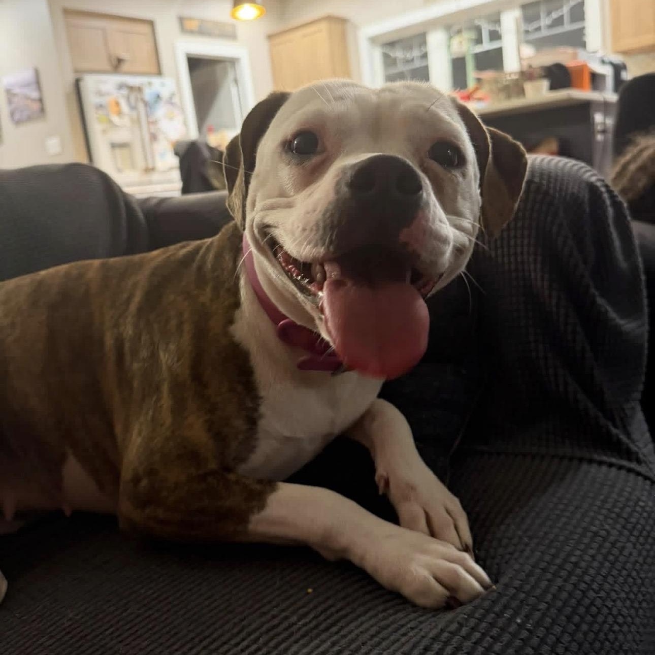 Enlarge Dolly, a Adopted mixed breed in Charles City, IA image 5/6