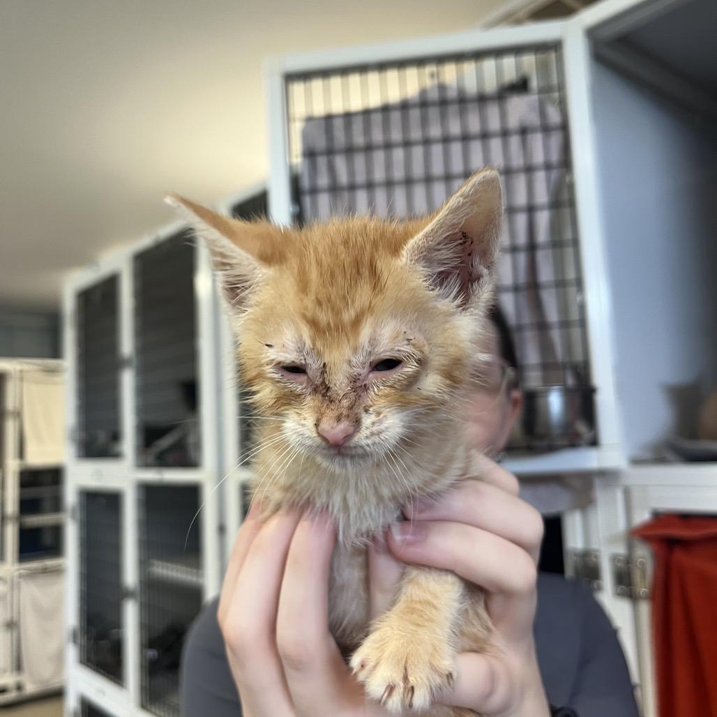 Pumba, Adoptable, Kitten Male Domestic Short Hair.