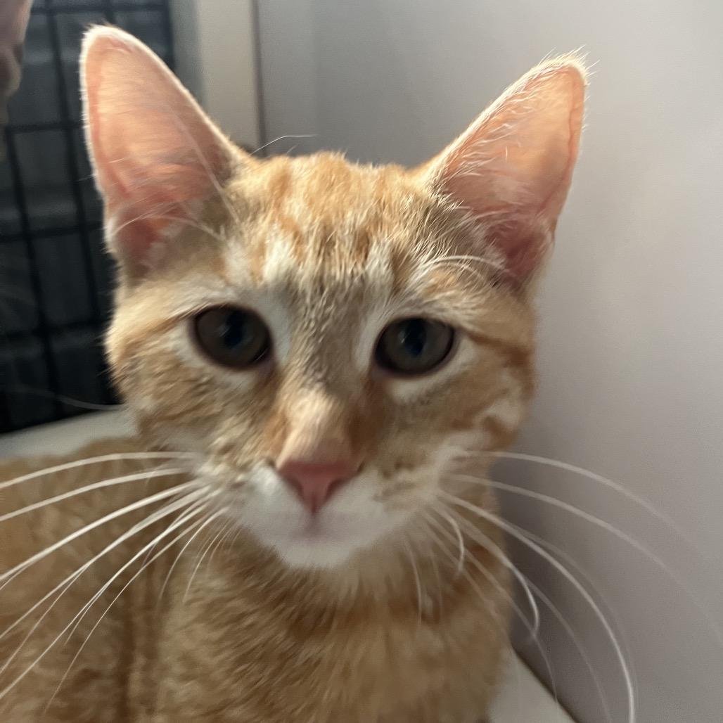 Enlarge Pumba, a Adoptable Domestic Short Hair in Ruckersville, VA image 2/2