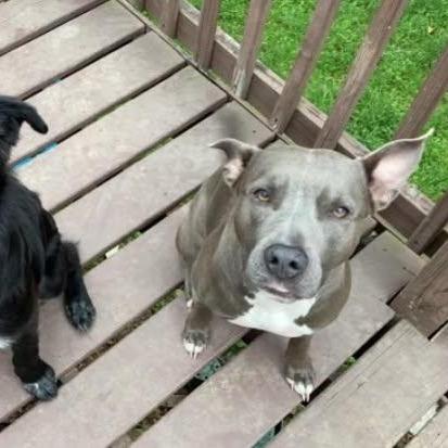 Daisy, Adoptable, Adult Female Pit Bull Terrier.