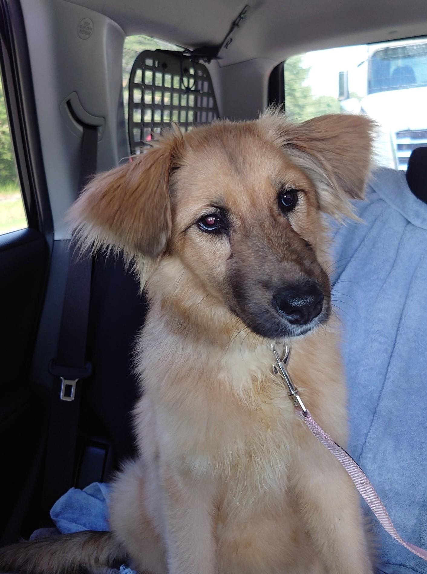 Lucy, a Adoptable mixed breed in Falls Church, VA image 2/4