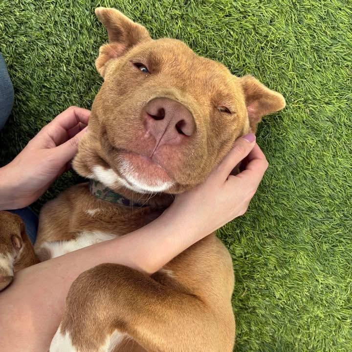Enlarge Bear, a ADOPTABLE mixed breed in Oklahoma City, OK image 1/1