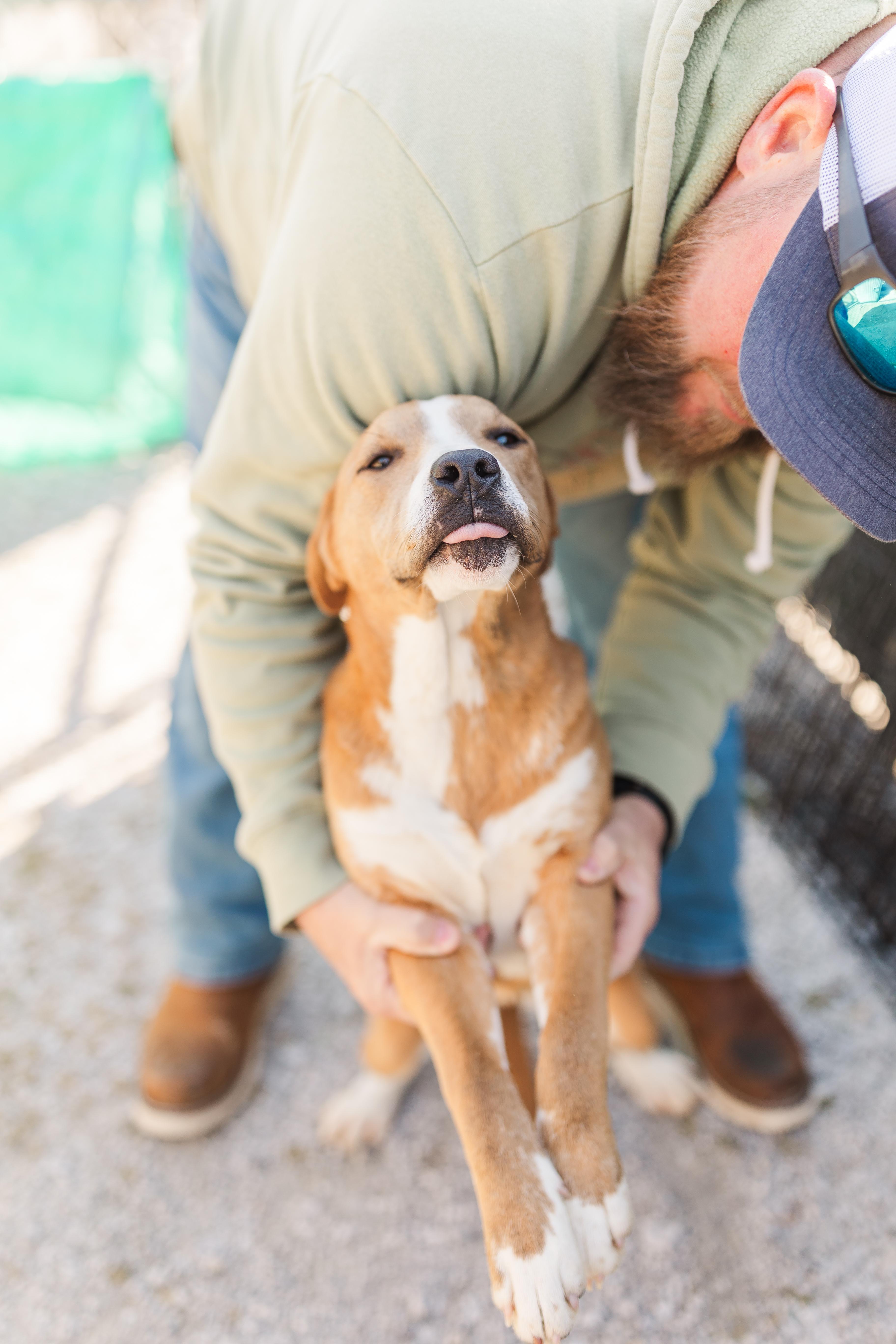 Enlarge Frances, a Adoptable Mixed Breed in Manchester, TN image 3/3