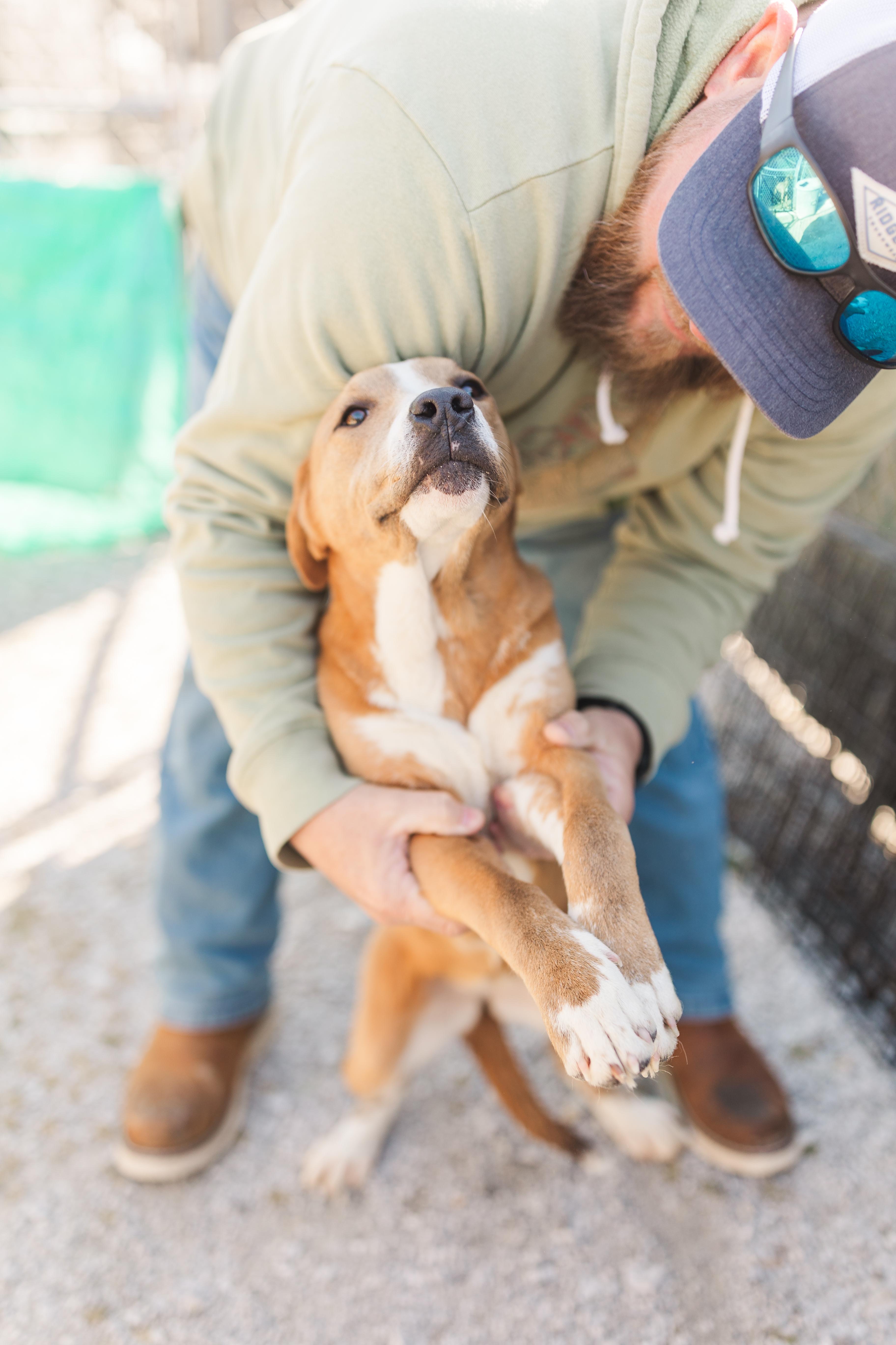 Enlarge Frances, a Adoptable Mixed Breed in Manchester, TN image 2/3