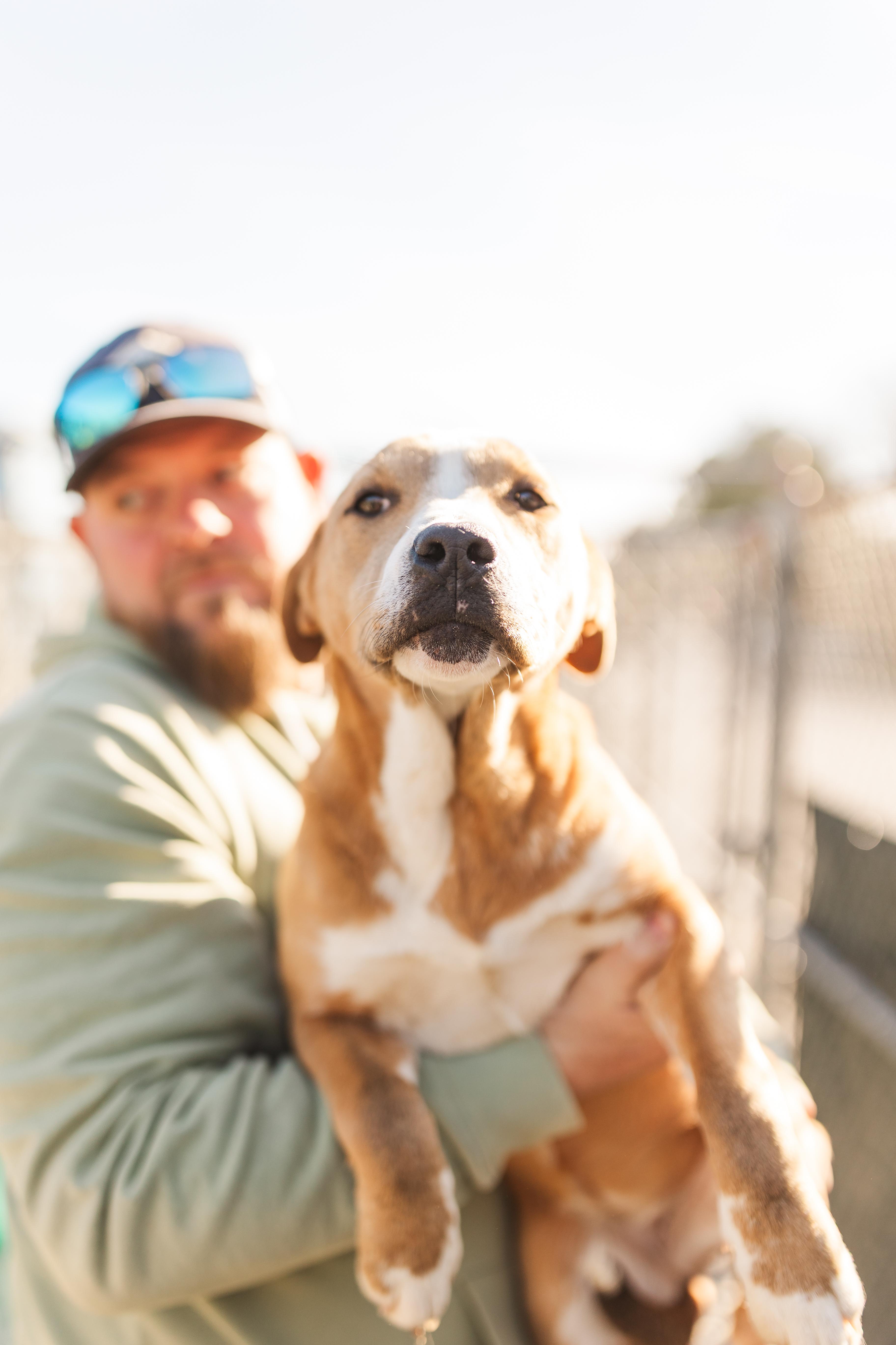 Frances, Adoptable, Puppy Female Mixed Breed.