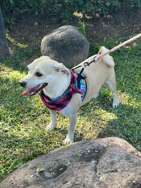 Enlarge Coco, a Adoptable mixed breed in Victoria, BC image 2/4