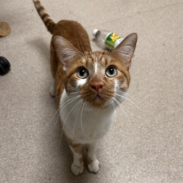 MR. FOCACCIA BOTTOM, Adoptable, Adult Male Domestic Short Hair.