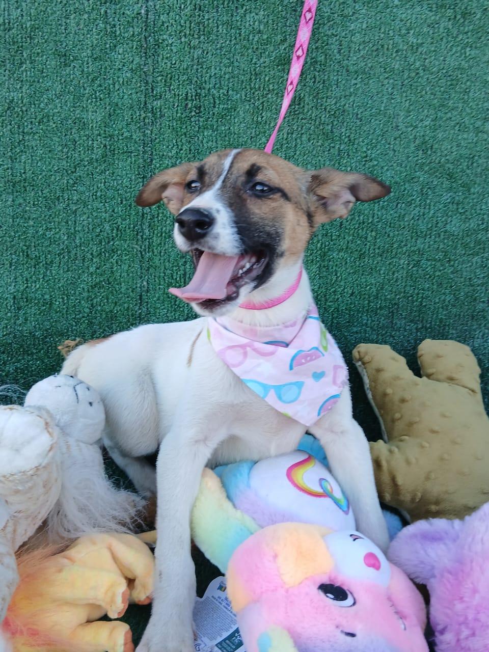 Enlarge Donna, a ADOPTABLE mixed breed in Los Angeles, CA image 3/3