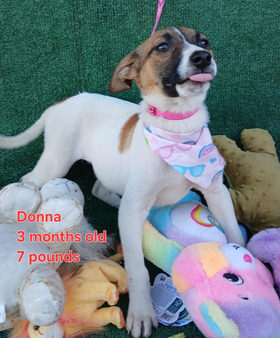Enlarge Donna, a ADOPTABLE mixed breed in Los Angeles, CA image 2/3
