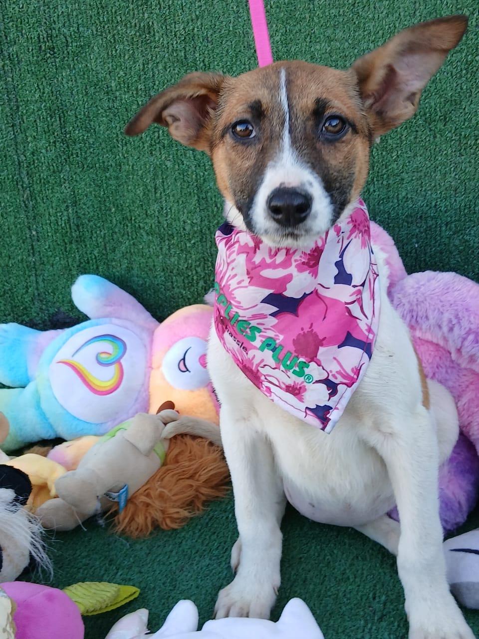 Donna, ADOPTABLE, Puppy Female Jack Russell Terrier.