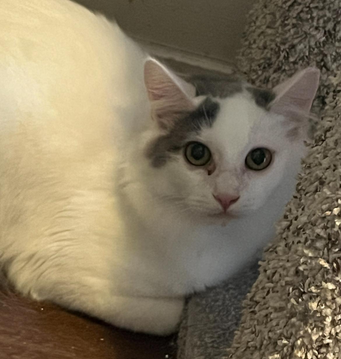 Gray - gentle boy just wants a family , a ADOPTABLE mixed breed in Marysville, WA image 5/5